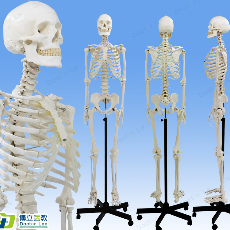 高端美术医用男女170cm骨架模型 骷髅可拆卸解剖骨骼瑜伽正骨骨科