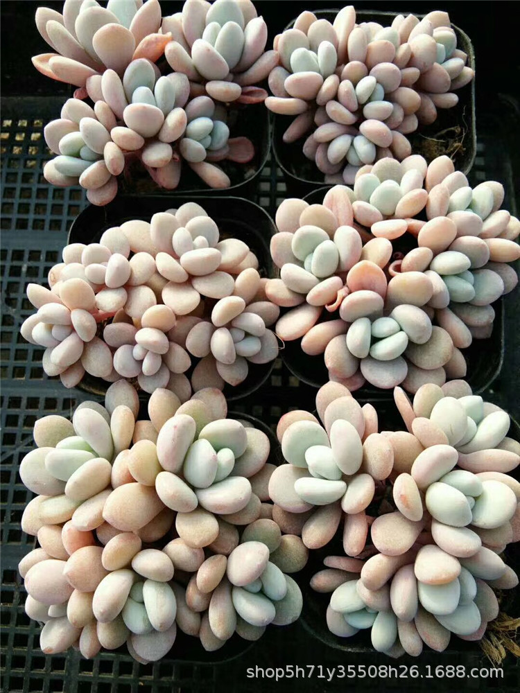 965大棚限时批发多肉品种 粉兔5头群生盆6.5cm多肉珍稀品种裸根发
