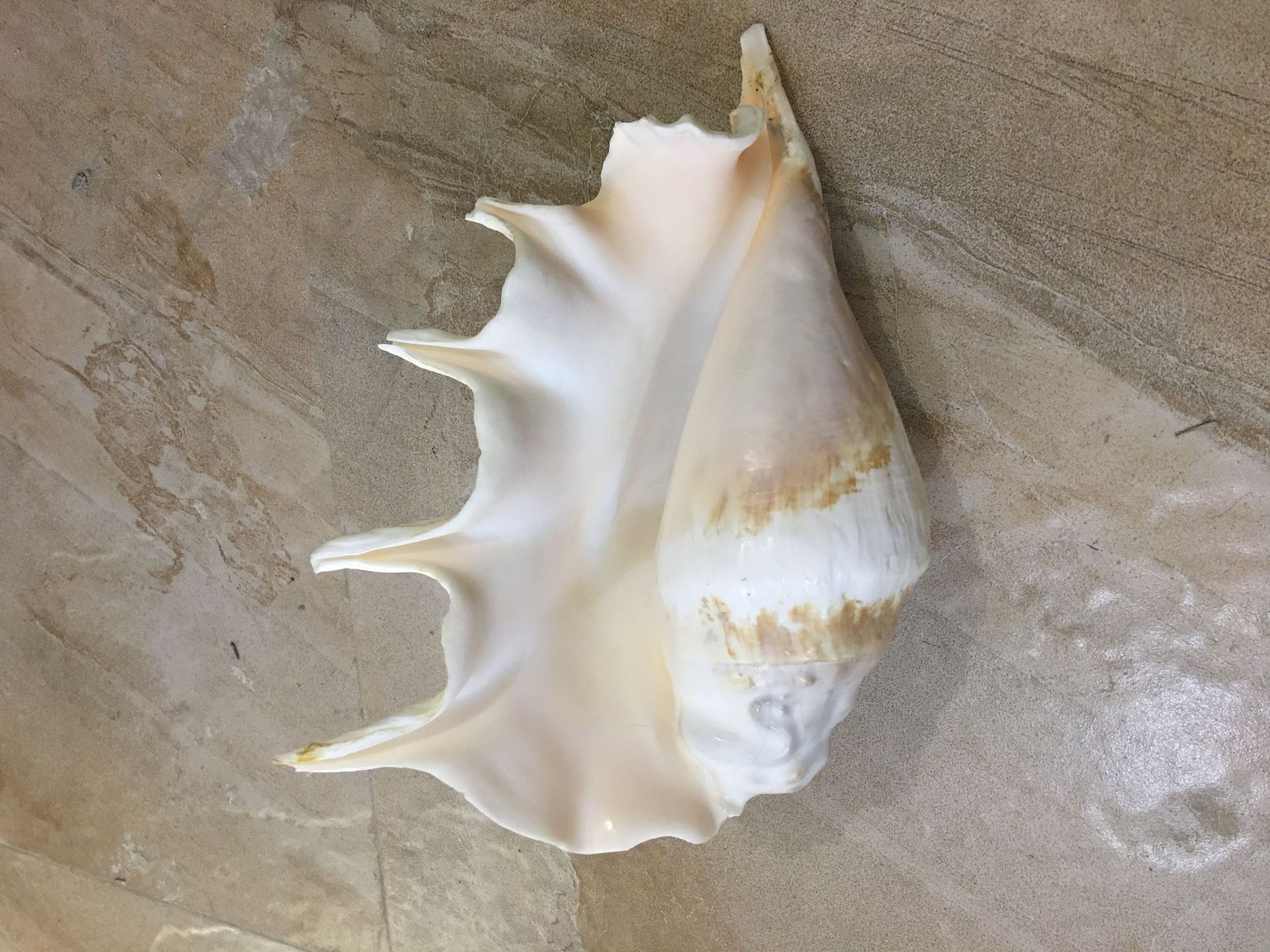 天然大号七角螺 笔架螺 家居工艺品个性餐具摆件 厂家直销