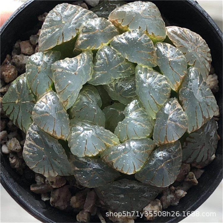 678精品多肉植物基地限时批发 潘氏龙珠玉露单头盆7.5cm品相实拍