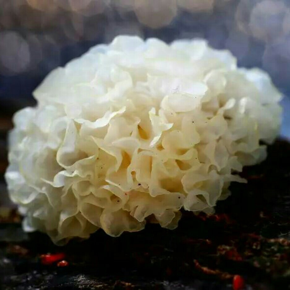 【田源】古田仿椴木小银耳500克