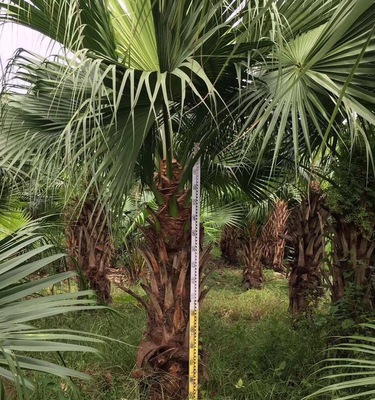 批发杆高60-200cm蒲葵 扇叶葵 蓬扇树 葵扇木-阿里巴巴