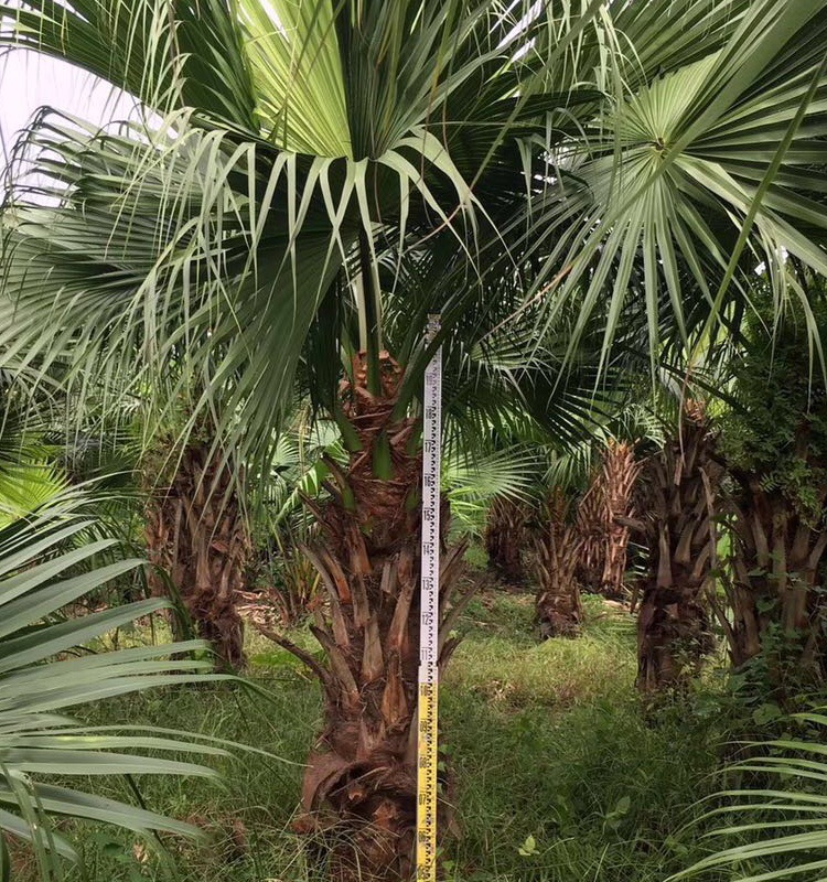 批发杆高60-200cm蒲葵 扇叶葵 蓬扇树 葵扇木