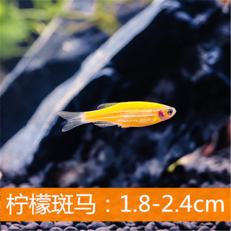 柠檬黄斑马鱼 热带观赏鱼草缸小型淡水鱼 荧光斑马 水族活体宠物