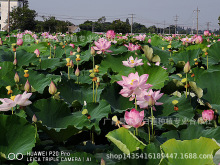 【产地批发】预定2020大颗粒籽莲种苗原种太空莲藕种红花莲子藕苗