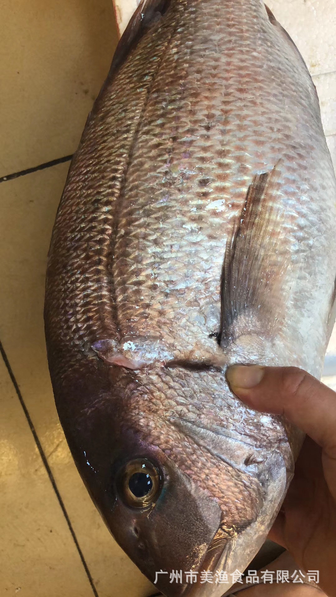 飞机货 加吉鱼冰鲜 真鲷刺身 铜盆鱼约2-4斤条深海水产新鲜红鲷鱼