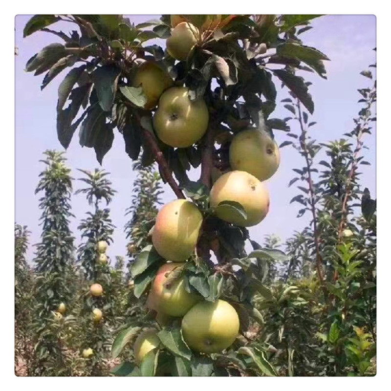苹果树苗北方种盆栽捻子树苗蓝花楹树苗蛇果苗南方芭蕾苹果树苗芭蕾