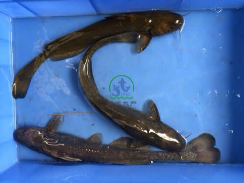 牛尾巴鱼 牛尾鱼鱼苗 乌苏里拟鲿鱼 淡水养殖鱼苗批发