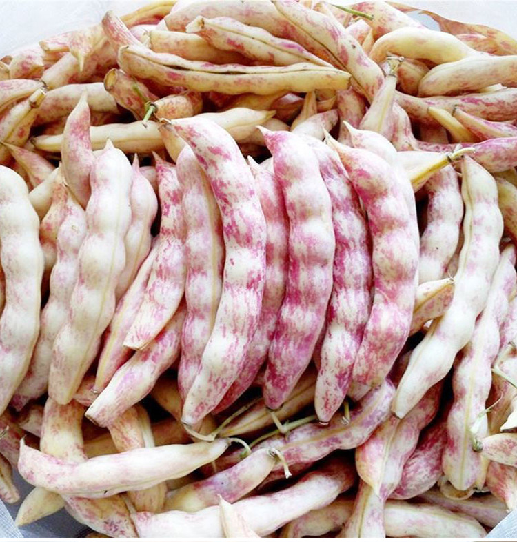 红金钩油豆种子东北红金勾豆角种籽彩虹豆无筋红芸豆特色蔬菜种孑