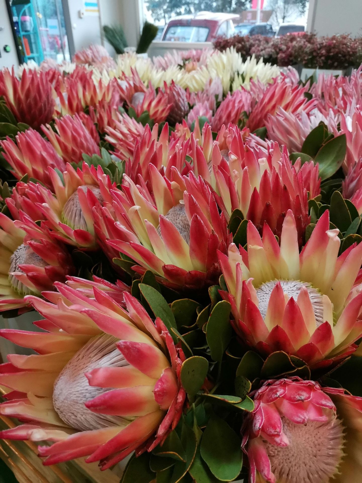 【公主,帝王花】云南昆明鲜花批发 新娘捧花 家居装饰鲜切花