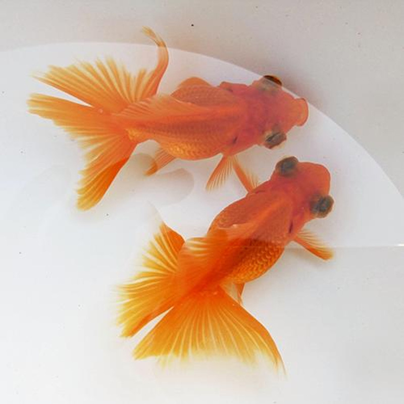 观赏小金鱼 上海活体宠物小金鱼批发 上海观赏宠物鱼红龙睛金鱼