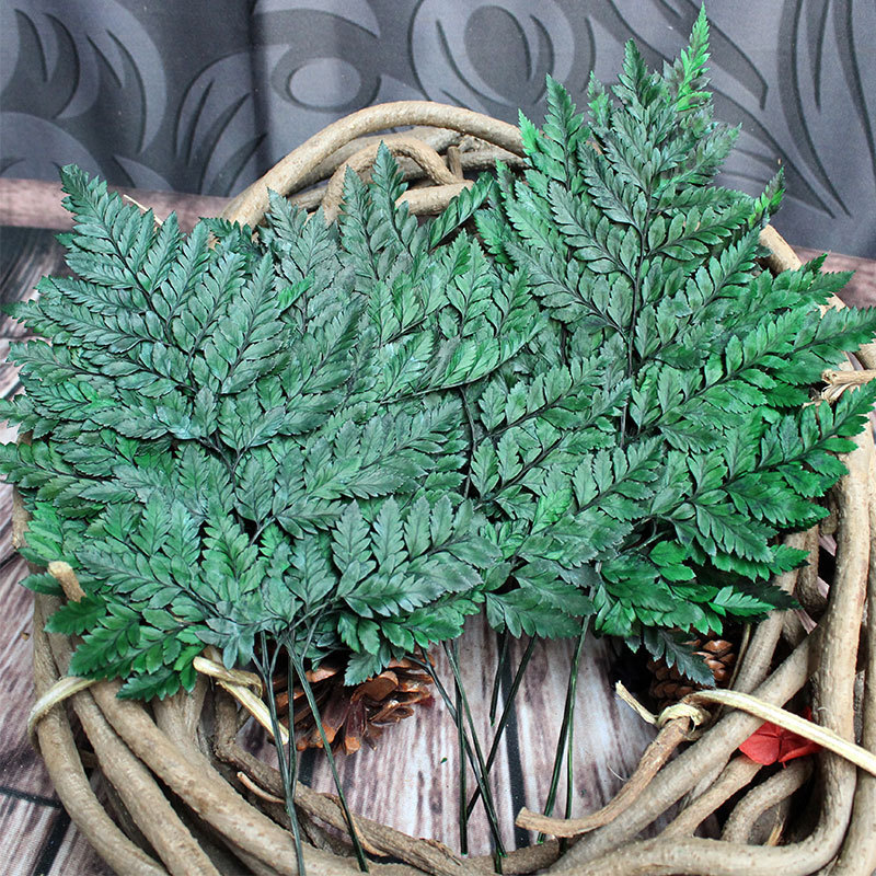 永生花高山羊齿 一包10片价diy花材摆拍道具树叶山羊齿