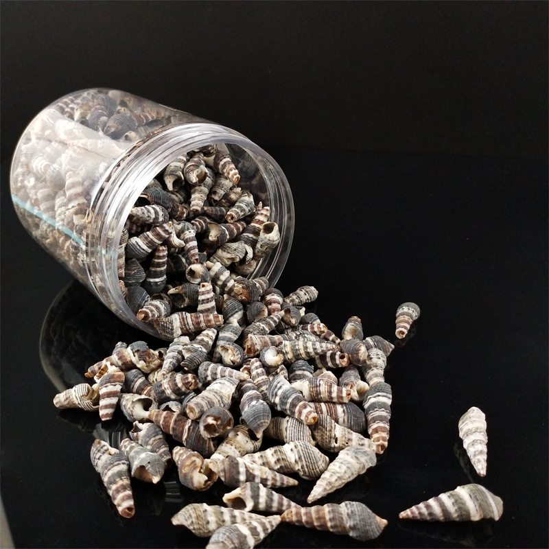 厂家直销批发 天然海螺贝壳 大黑尖 贝壳工艺品原材料批发