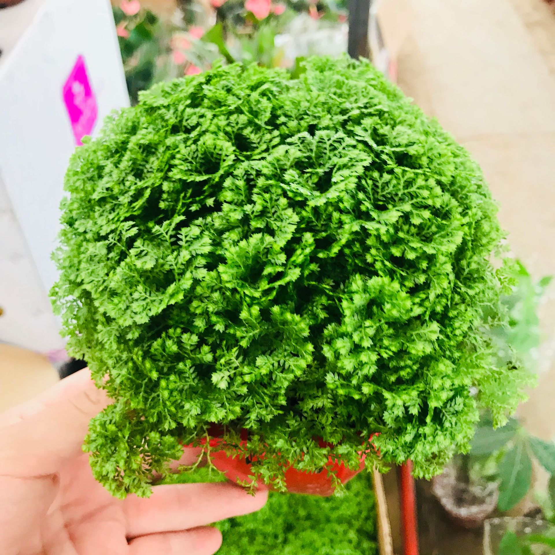 绿地球桌面盆栽绿地珊瑚蕨常绿蕨类植物翠云草绿地球土培水养