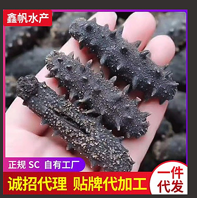 东山冰鲜巴浪鱼刺身海鲜海捕水产海鲜生鲜巴浪鱼活鲜速野生巴浪鱼