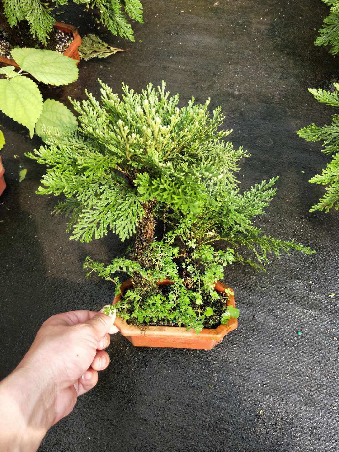 基地直销 万年松小盆栽花卉批发 室内观赏盆景盆栽绿植长生草卷柏