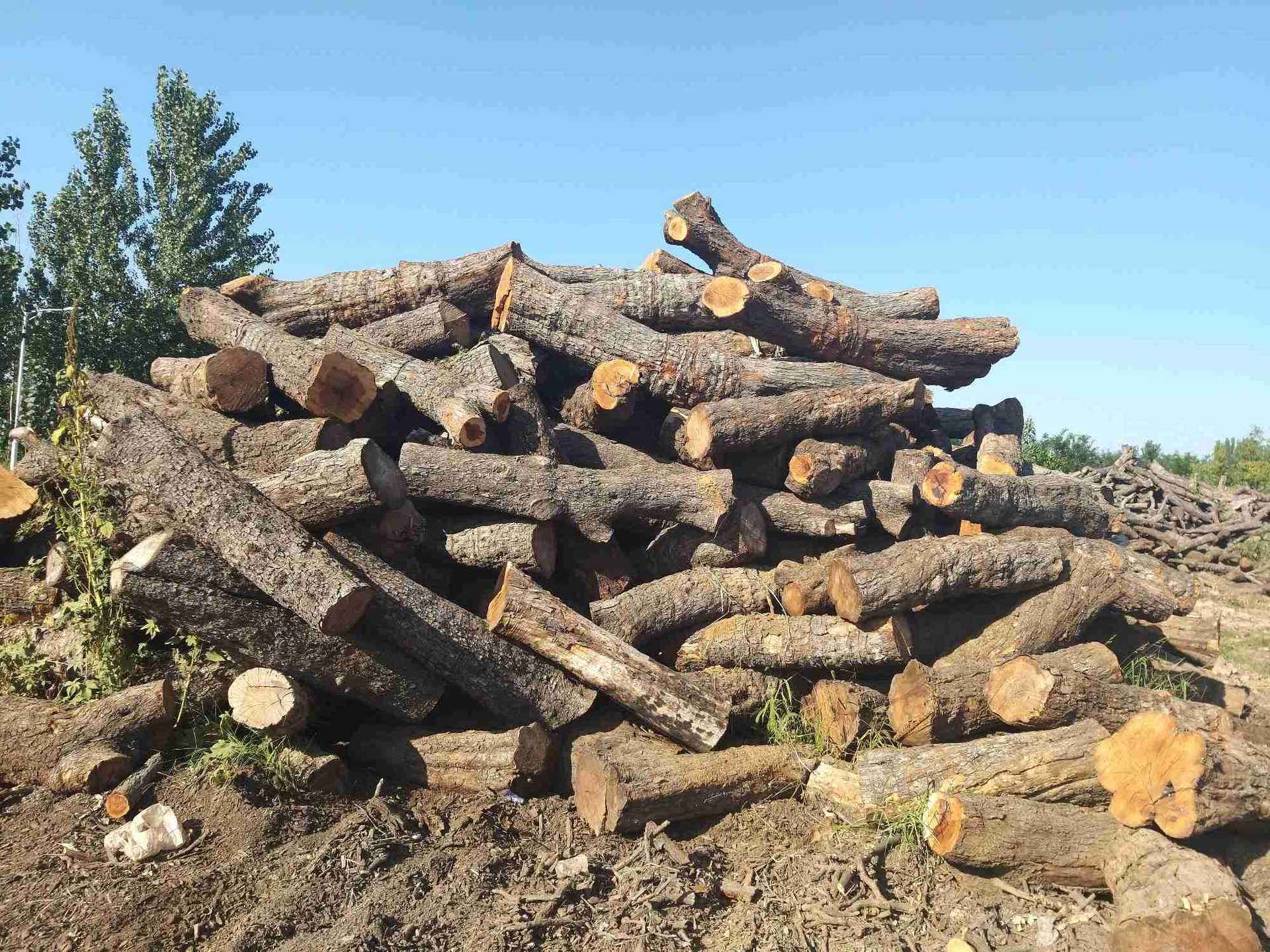 常年大量现货供应枣木 雕刻枣木 枣木墩用料供应枣木原料全国发货