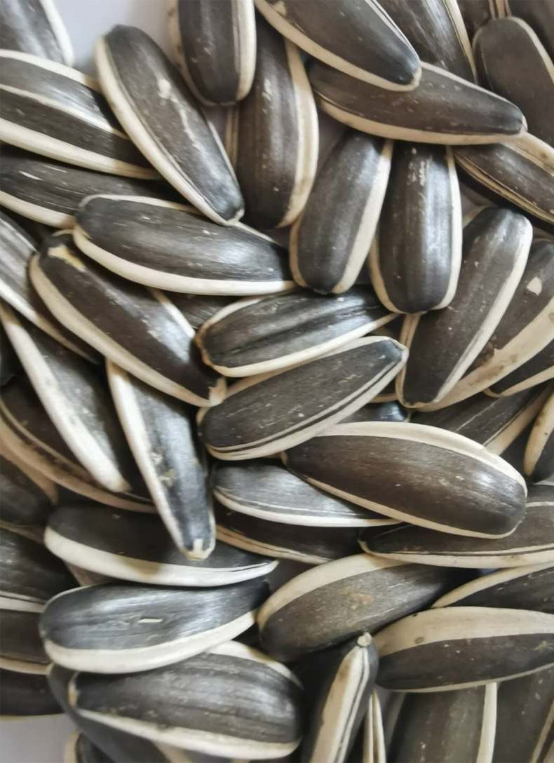 19年新货内蒙363瓜子葵花籽 巴彦淖尔葵花籽 生瓜子批发363瓜