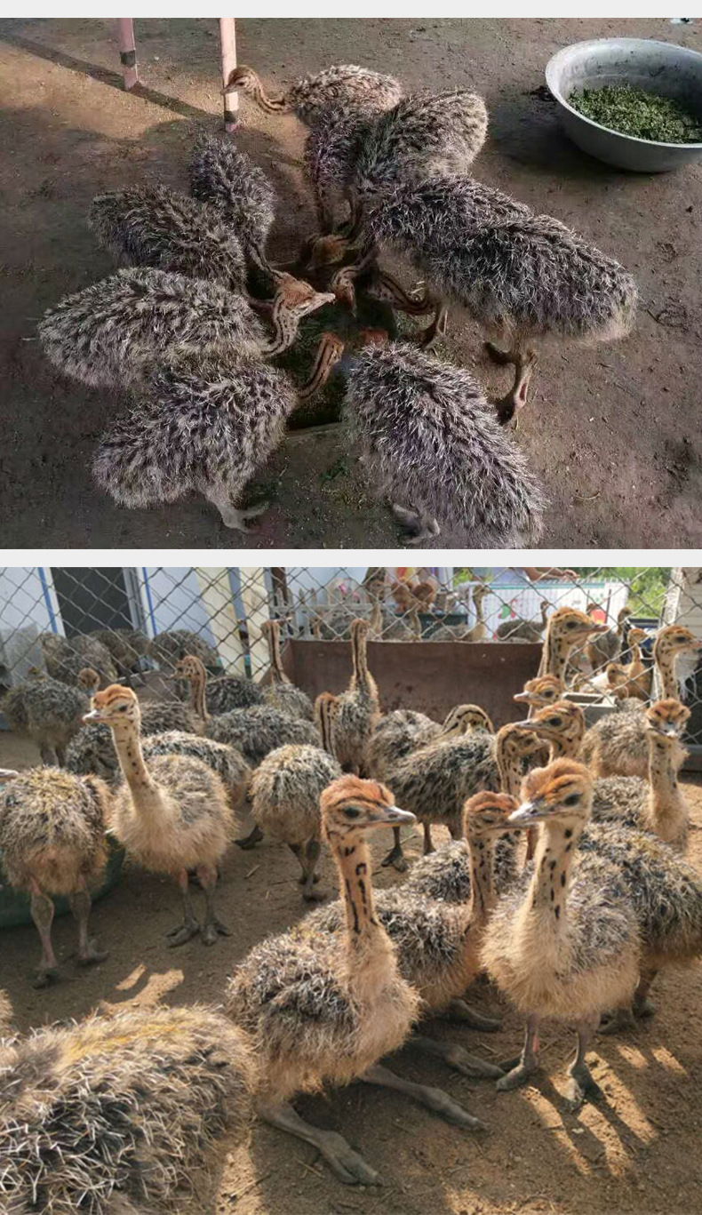 非洲鸵鸟苗价格现货供应鸵鸟苗鸸鹋苗价格便宜可发货