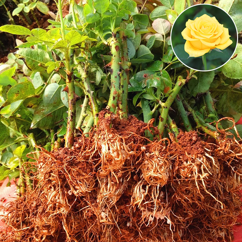 云南玫瑰苗木金枝玉叶玫瑰花种苗 园林扦插观赏玫瑰小苗基地批发