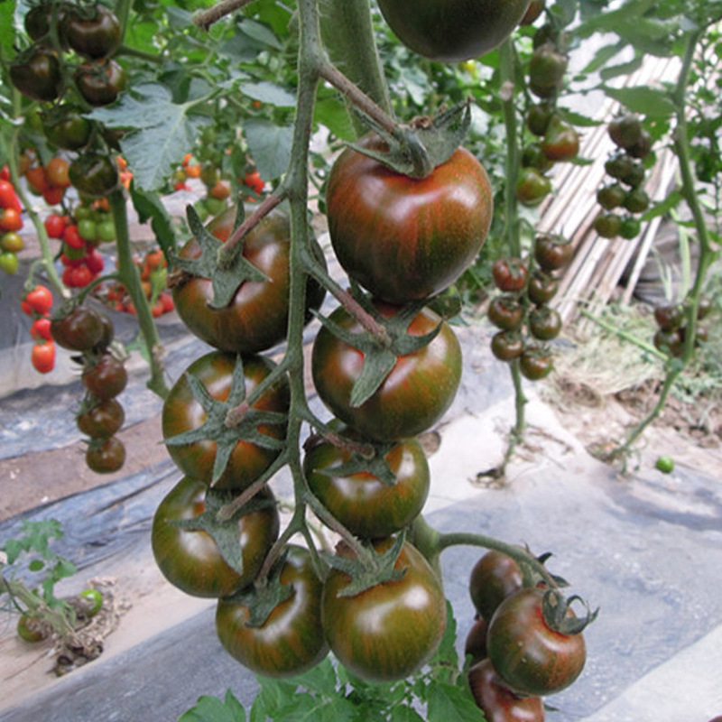 紫珍珠番茄种子樱桃番茄种子黑珍珠黑番茄种子紫番茄籽苗蔬菜种孑