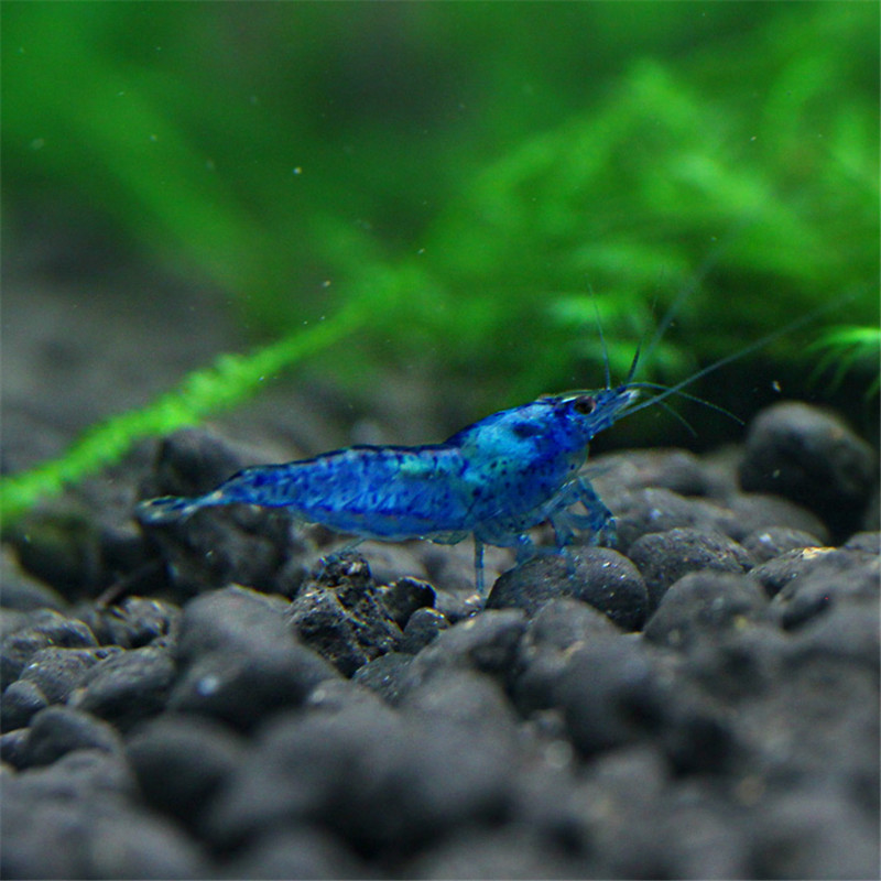 蓝宝石虾观赏虾活体除藻清苔虾宠物虾淡水虾水族鱼缸观赏虾草缸