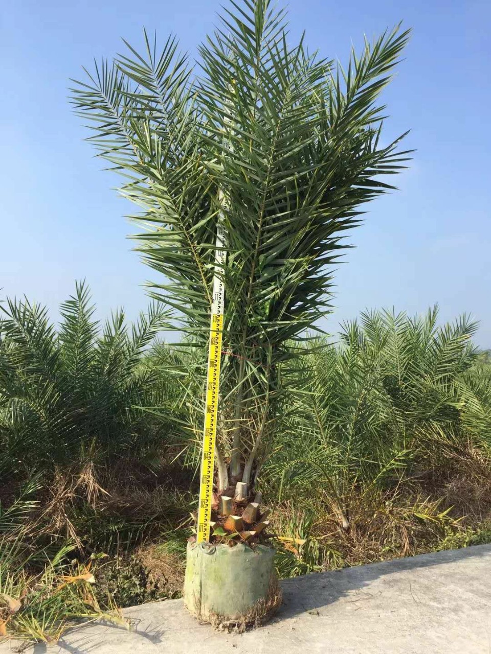 905基地供应 中东海枣 2-3米高 银海枣头 工程袋苗