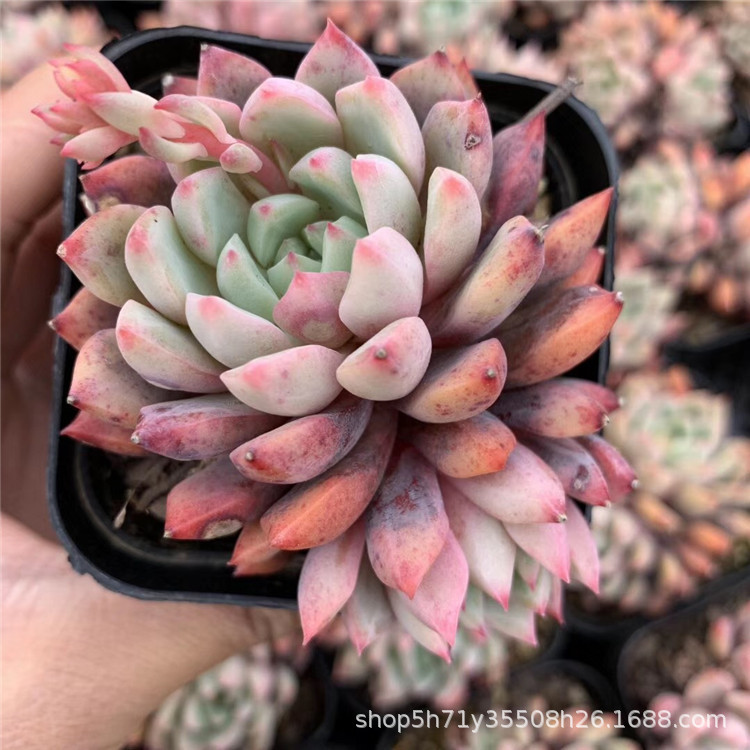 1133多肉植物基地限量批发 回声小群盆6.5cm多肉品种状态好裸根发