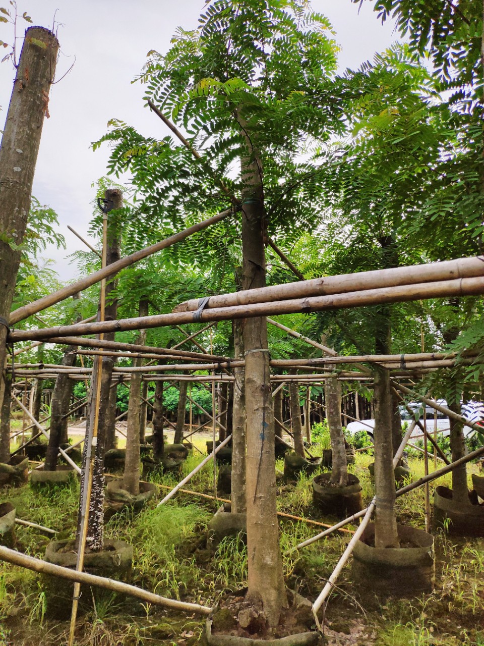 909供应 铁刀木 鸡翅木 10-16cm袋苗 光棍切杆树 市政乡村绿化