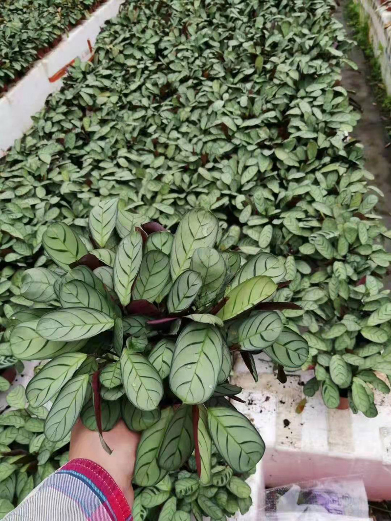 基地直供 观赏小盆栽花卉室内植物 绿墙绿化 110银纹竹芋