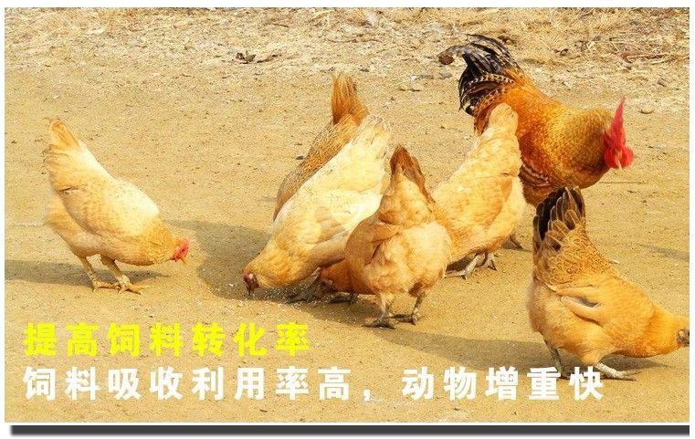 养鸡用那种保健液可以让鸡少生病长得快?