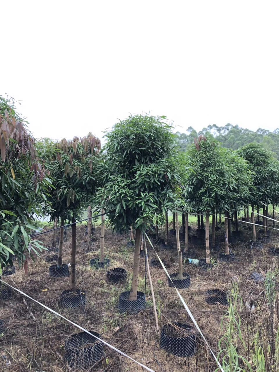 批发520cm扁桃树