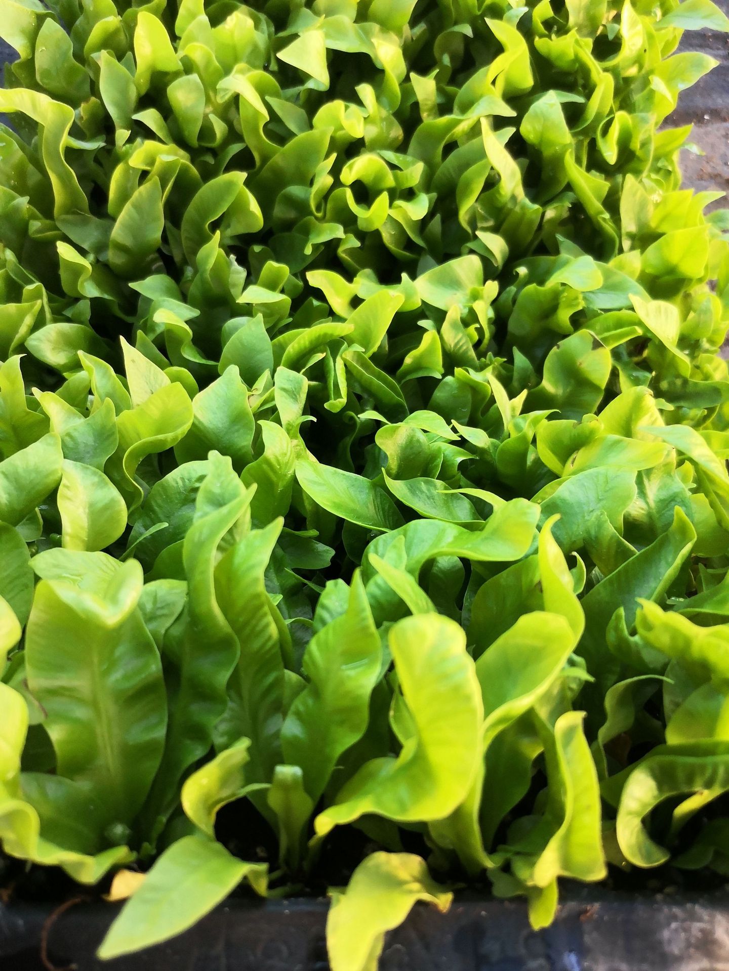 aspleniumnidus火焰鸟巢蕨室内造景植物景观小盆栽热带雨林景观