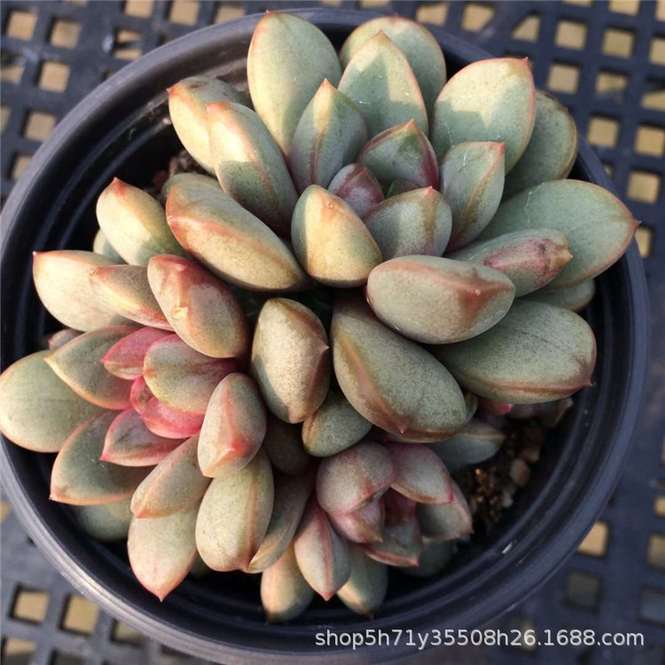 葡萄群生盆9cm多肉人气品种裸根发 - 阿里巴巴