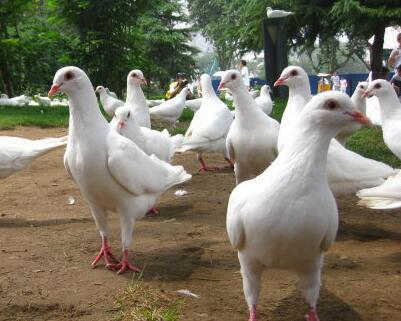 供应大体肉鸽品种米玛斯双肌鸽价格行情繁殖性好的肉鸽品