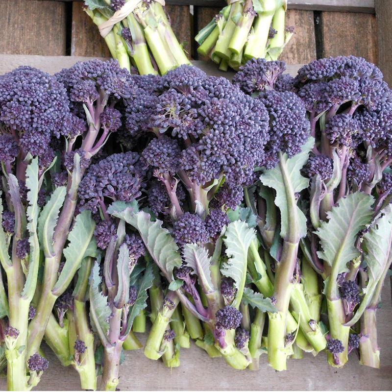 比久勃良第紫色西兰苔种子紫西兰花种籽芥蓝菜种春秋季菜籽蔬菜孑