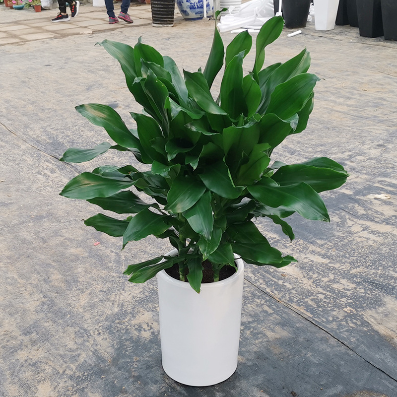 批发室内绿植盆栽金螺纹铁盆栽观叶植物
