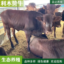 活牛牛犊批发  场家直销 可运输到家签订养殖合同 教养殖技术
