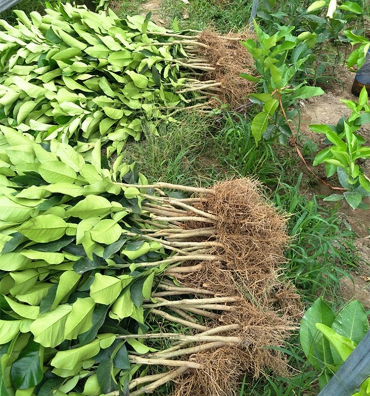 浙江金华 类型 种苗 品牌 柚子苗 规格 三红蜜柚,红心蜜柚,沙田柚