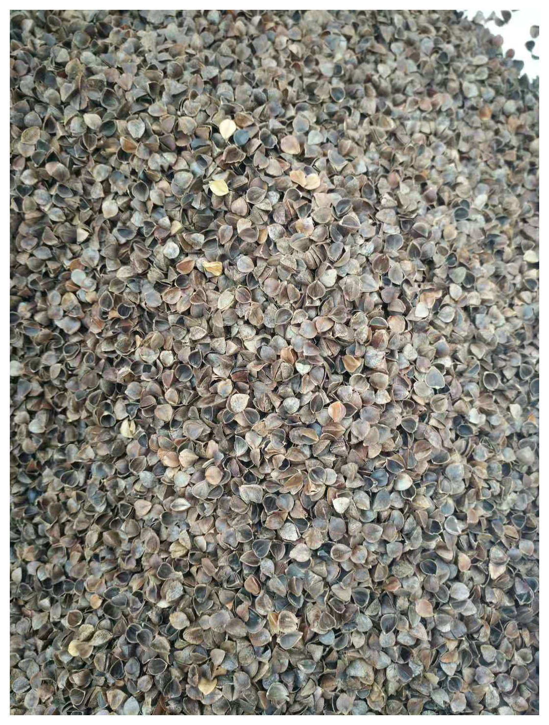 批发荞麦壳苦荞壳大量现货干洗高温颗粒饱满枕头填充物