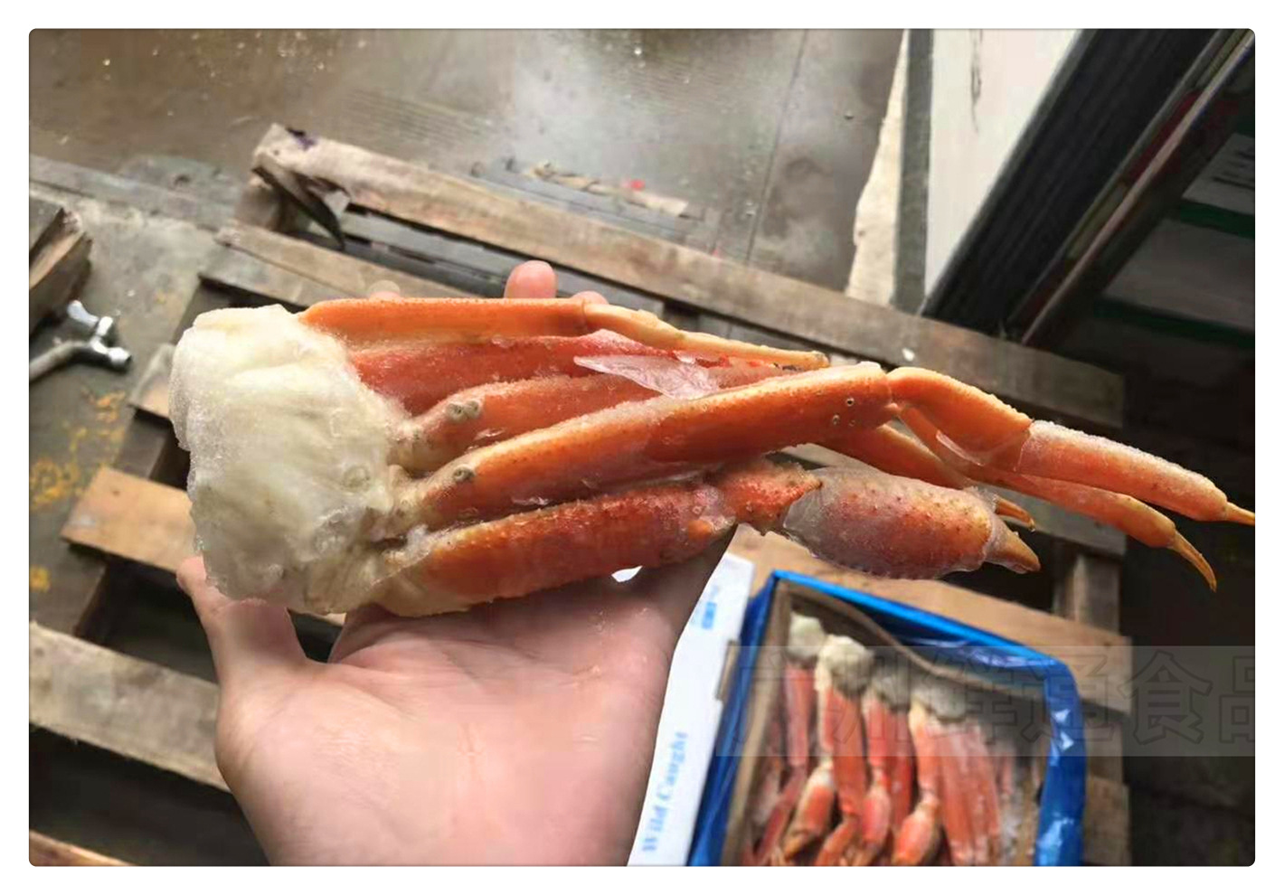 【雪蟹脚4l】6斤/净重 大雪蟹脚自助餐日式料理用蟹脚刺身雪蟹足