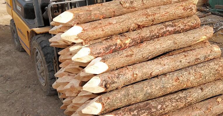 工地打桩圆木桩 木橛子 河道工程松木桩 防洪松木桩直销 厂家批发