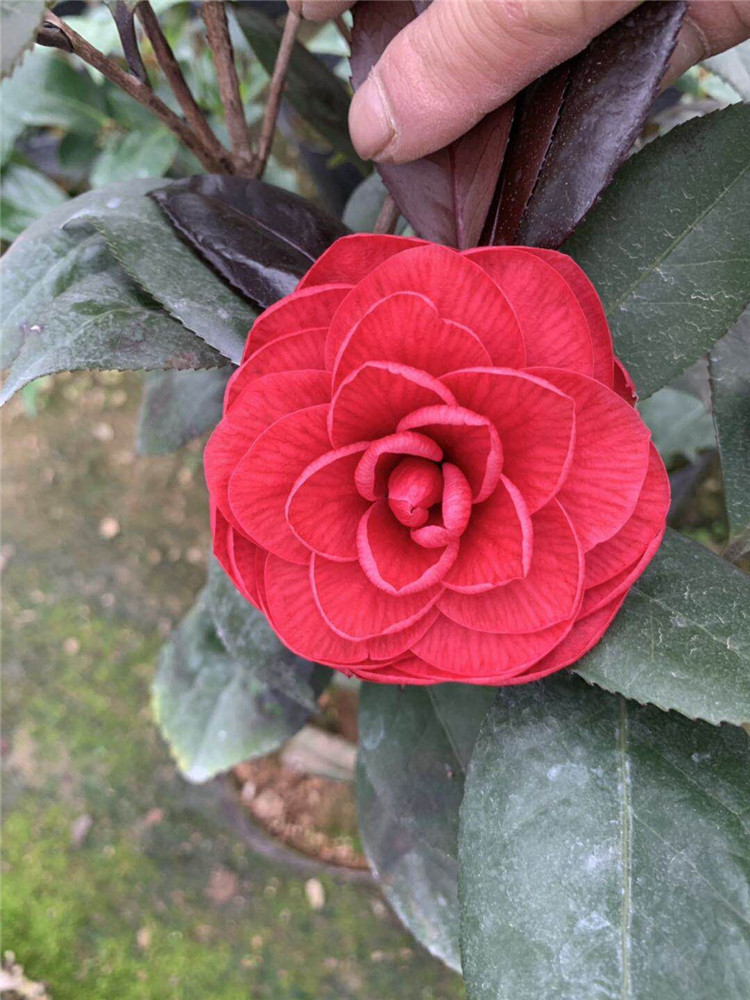 精品盆栽山茶花 红叶又名紫叶贝拉 红叶贝拉茶花 金华美女茶花