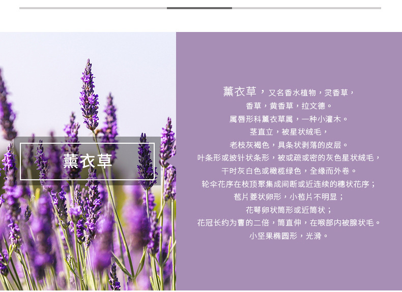 薰衣草介绍.jpg