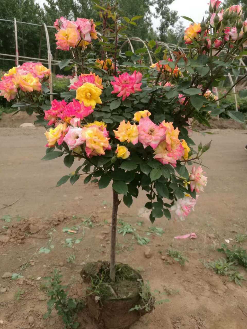 手把手教您嫁接小高杆月季树 一学就会!