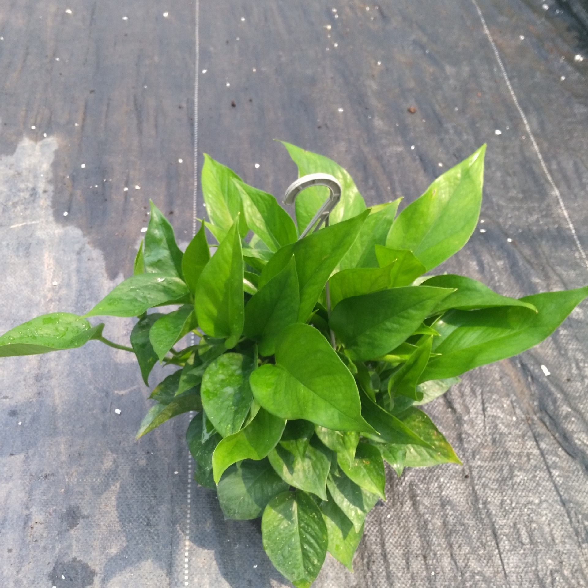 吸甲醛 源头基地大量供应室内观赏植物 青叶绿萝吊兰a180杯