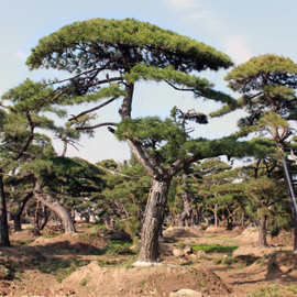 迎客松树苗 观赏性高 树干挺拔俊美 姿态各异 苗木园林批发