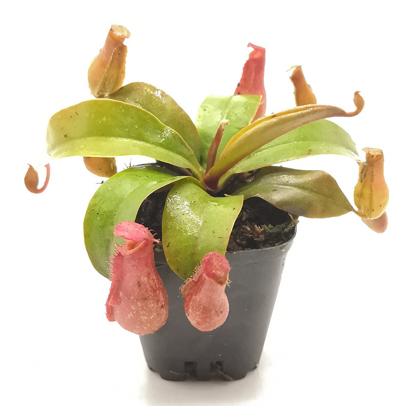 红宝石猪笼草盆栽血腥玛丽奇趣食虫植物 菲朗源头基地批发包邮