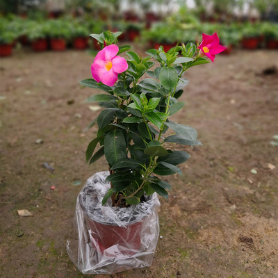 盆栽飘香藤 室内外爬藤植物飘香藤 耐热绿篱花苗双喜藤 带土发