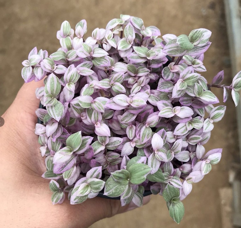 胭脂云 9cm盆带盆发货 多肉植物 基地直销 容易爆盆 实拍